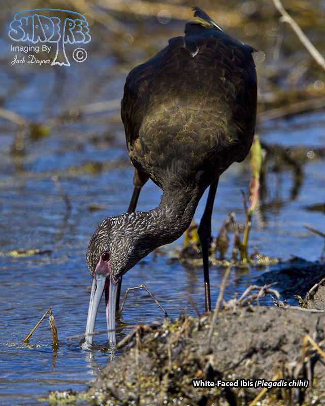 White-Faced Ibis - Plegadis chihi