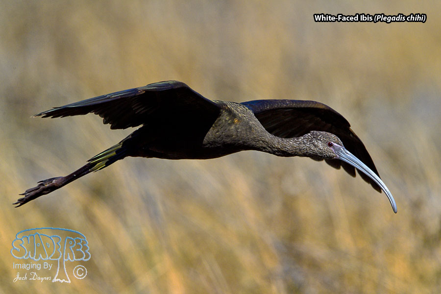 White-Faced Ibis - Plegadis chihi