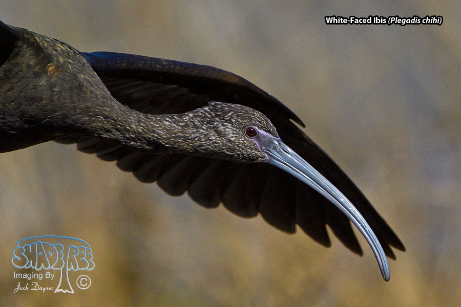 White-Faced Ibis - Plegadis chihi