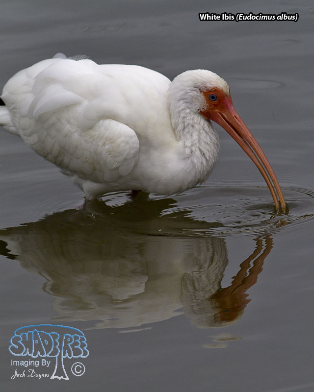 White Ibis - Eudocimus albus