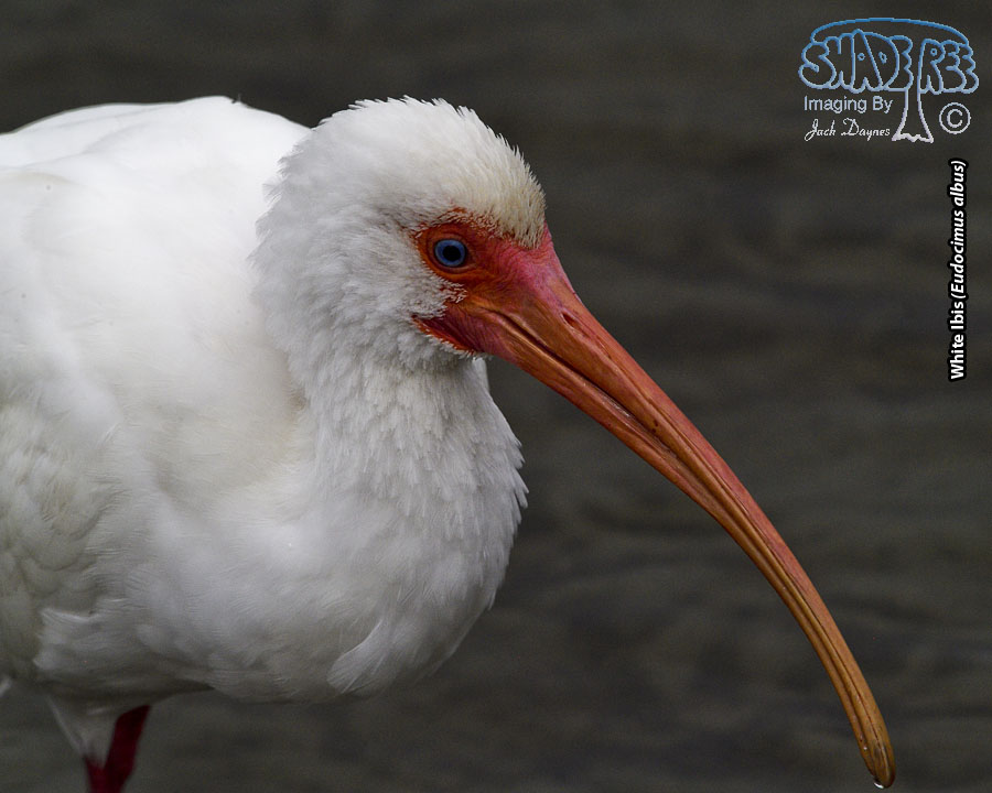 White Ibis - Eudocimus albus