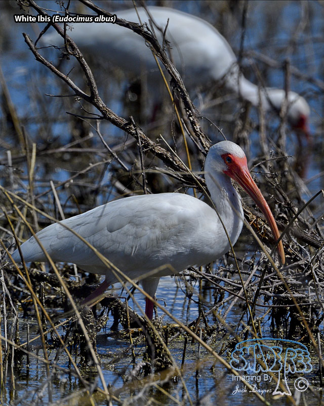 White Ibis - Eudocimus albus