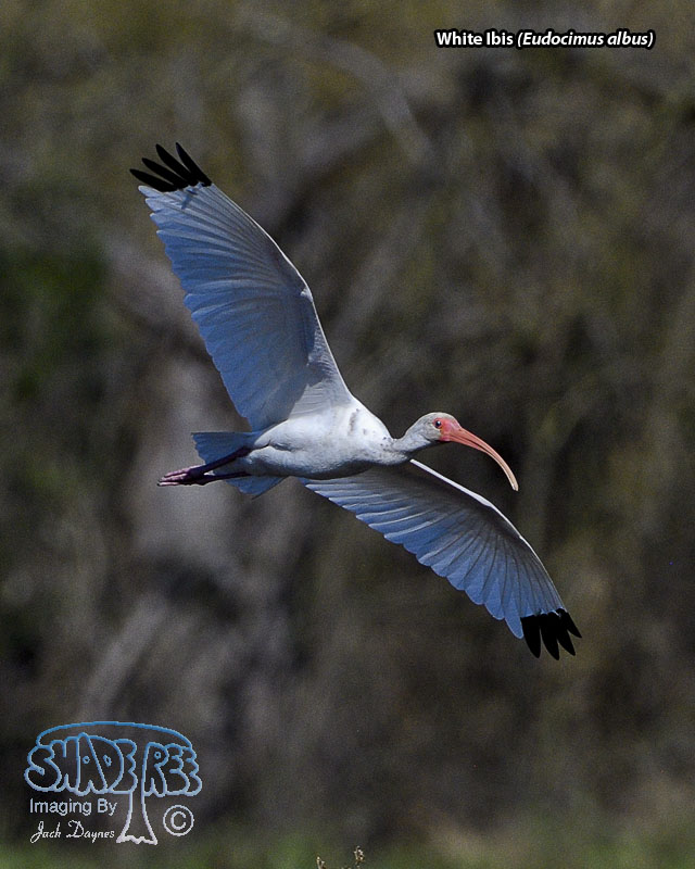 White Ibis - Eudocimus albus