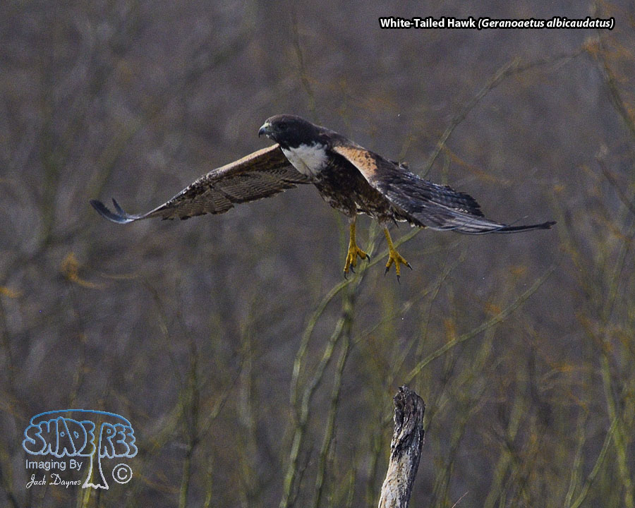 White-Tailed Hawk - Geranoaetus albicaudatus