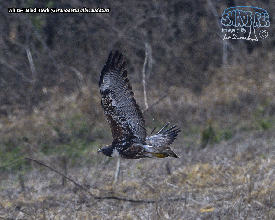 White-Tailed Hawk - Geranoaetus albicaudatus