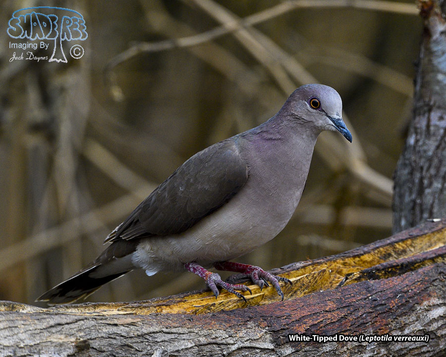 White-Tipped Dove - Leptotila verreauxi