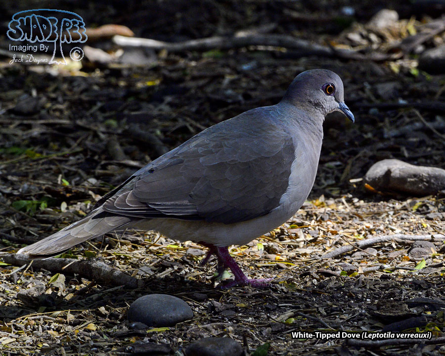White-Tipped Dove - Leptotila verreauxi