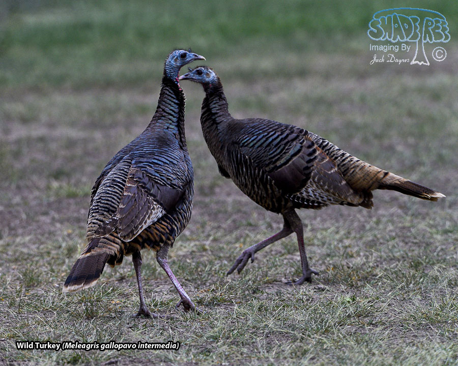 Wild Turkey - Meleagris gallopavo