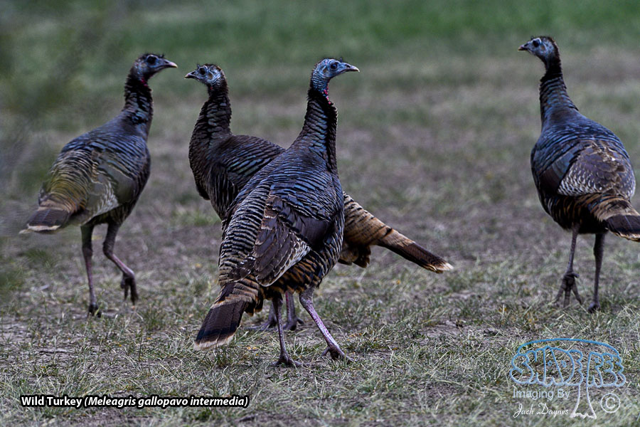 Wild Turkey - Meleagris gallopavo