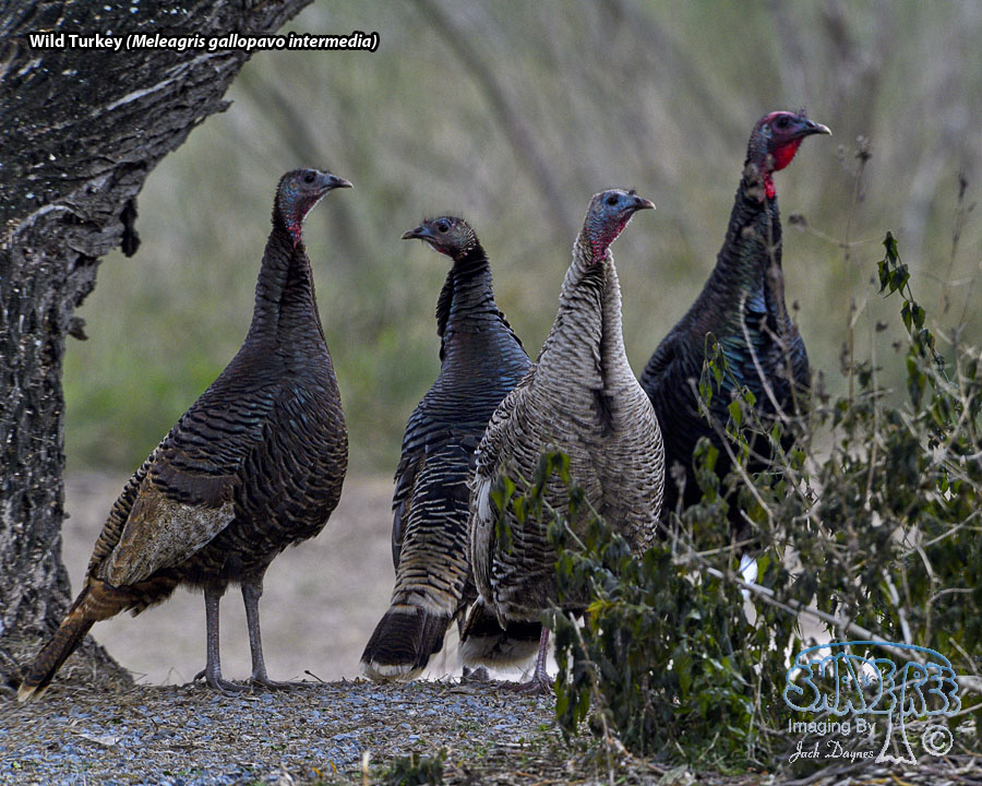 Wild Turkey - Meleagris gallopavo