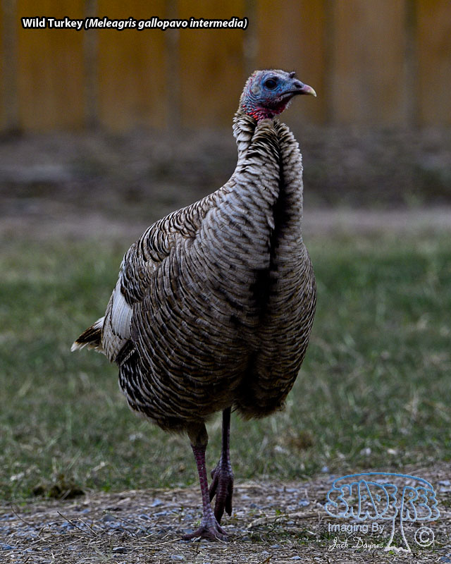 Wild Turkey - Meleagris gallopavo