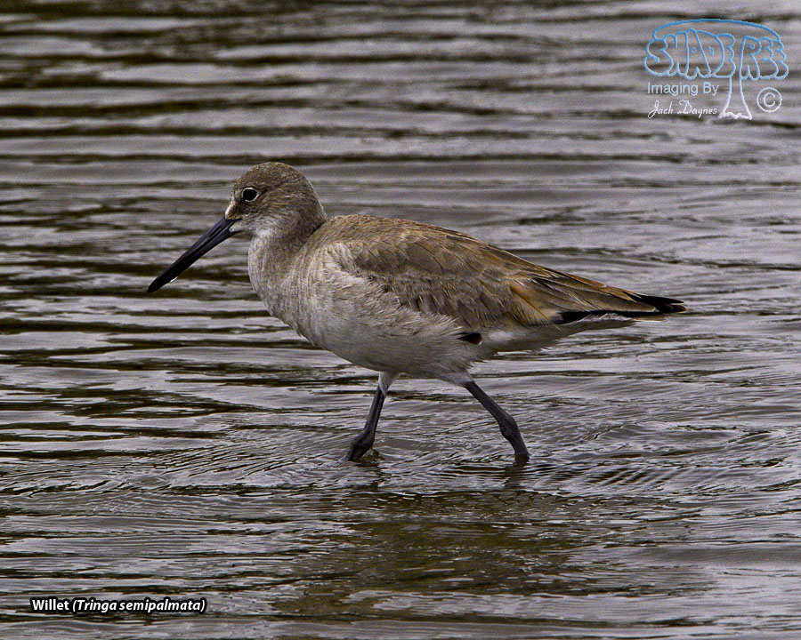 Willet - Tringa semipalmata