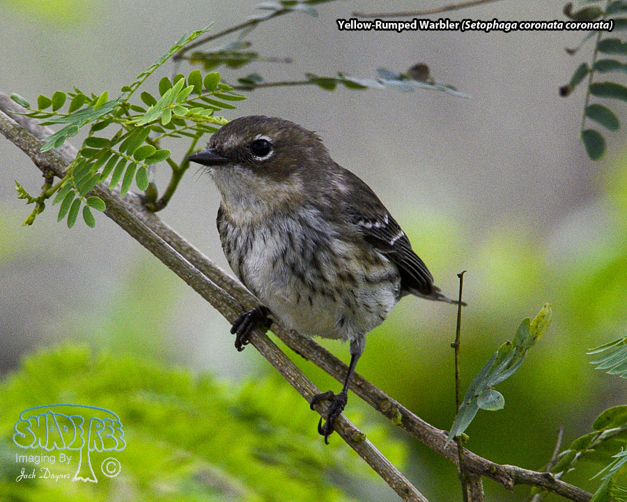Yellow-Rumped Warbler - Setophaga coronata coronata