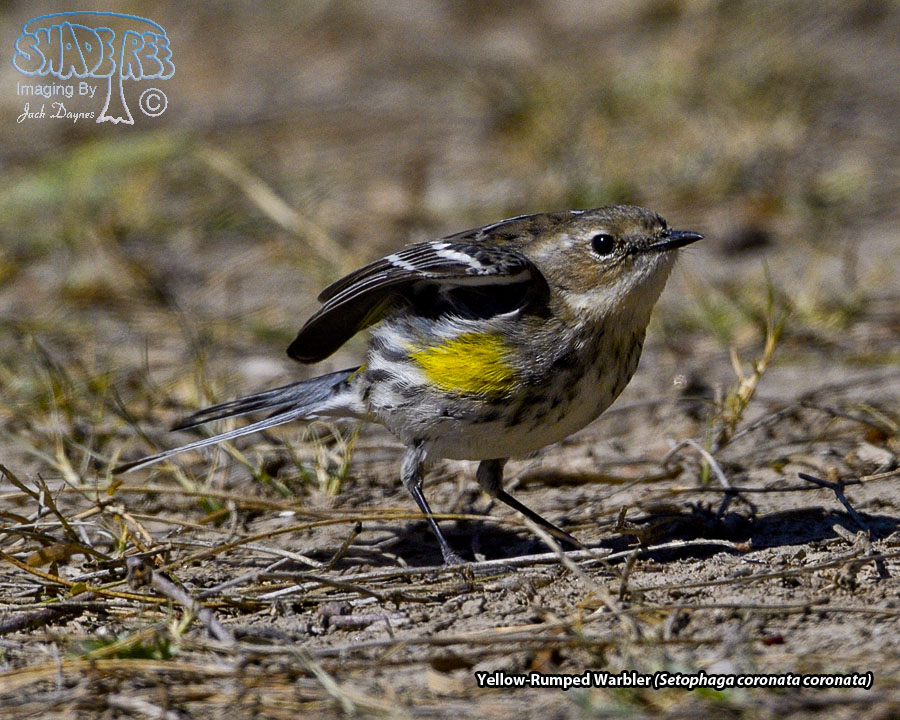 Yellow-Rumped Warbler - Setophaga coronata coronata