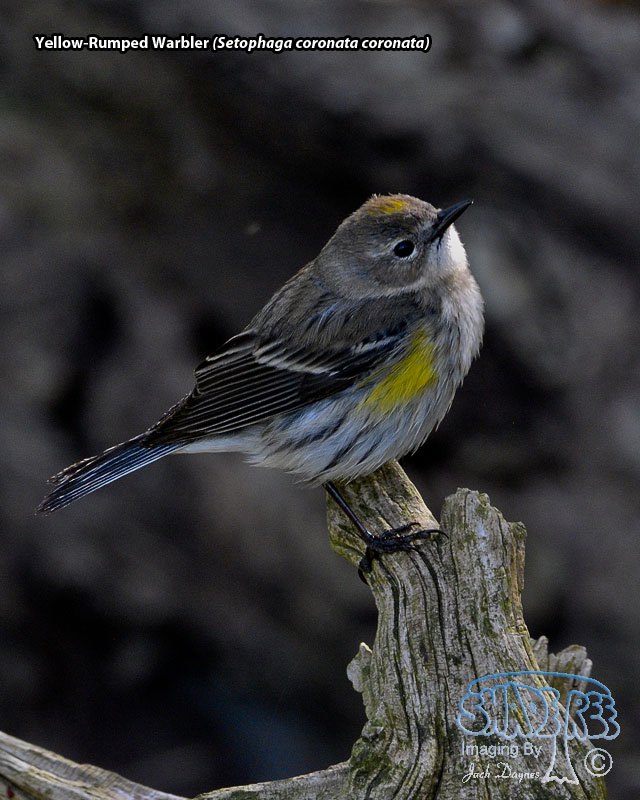 Yellow-Rumped Warbler - Setophaga coronata coronata