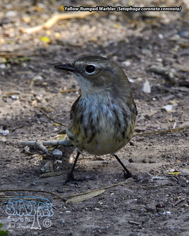 Yellow-Rumped Warbler - Setophaga coronata coronata