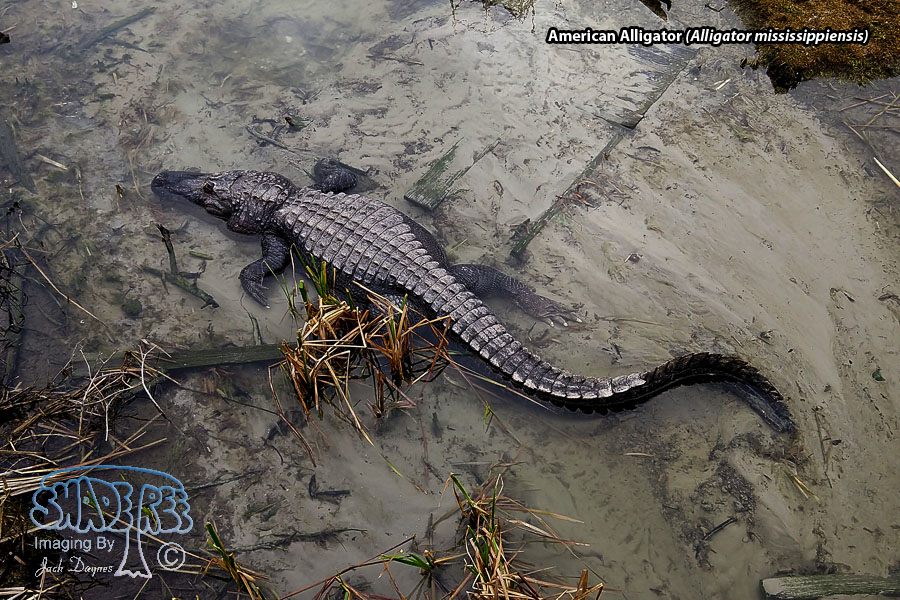 American Alligator - Alligator mississippiensis