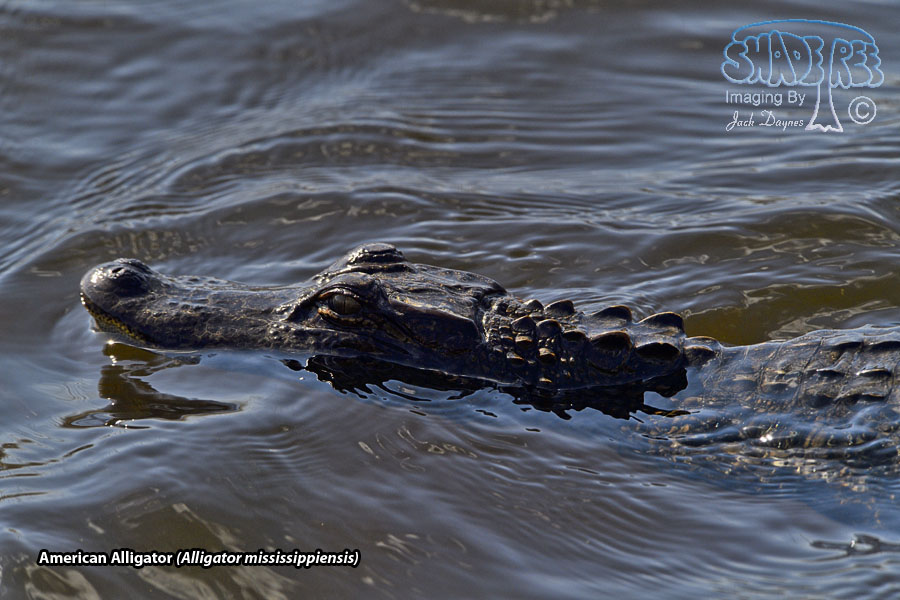 American Alligator - Alligator mississippiensis