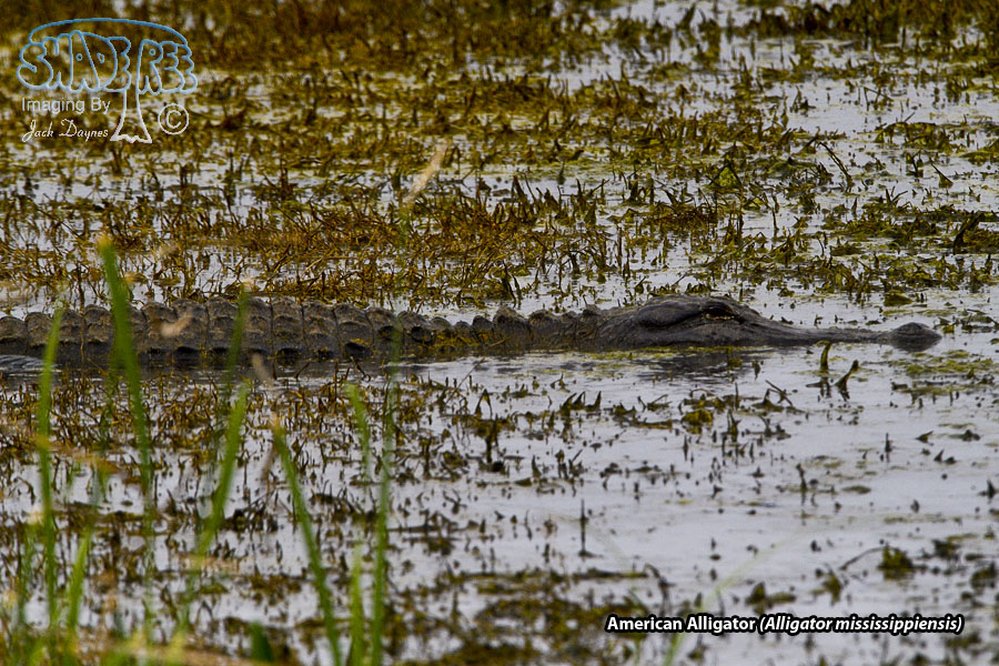 American Alligator - Alligator mississippiensis