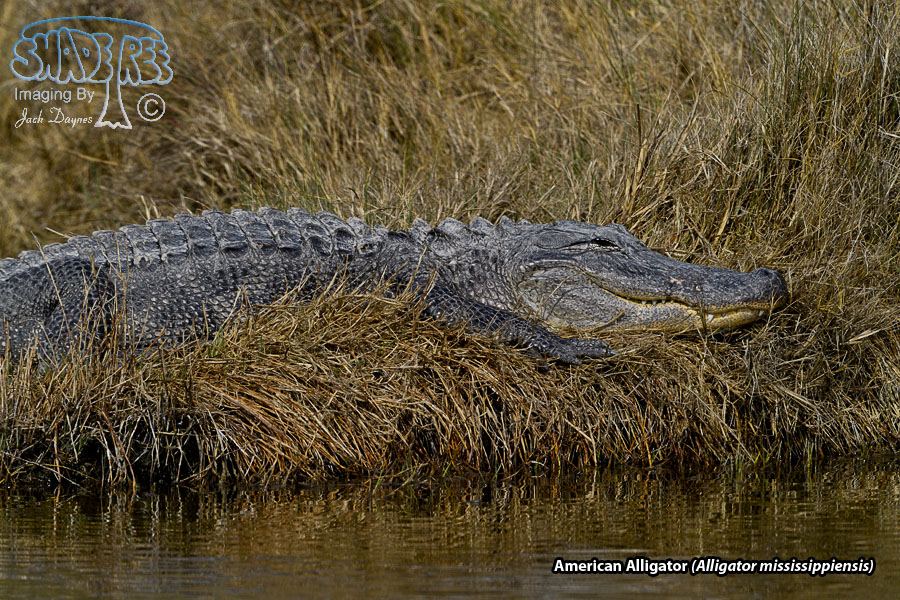 American Alligator - Alligator mississippiensis