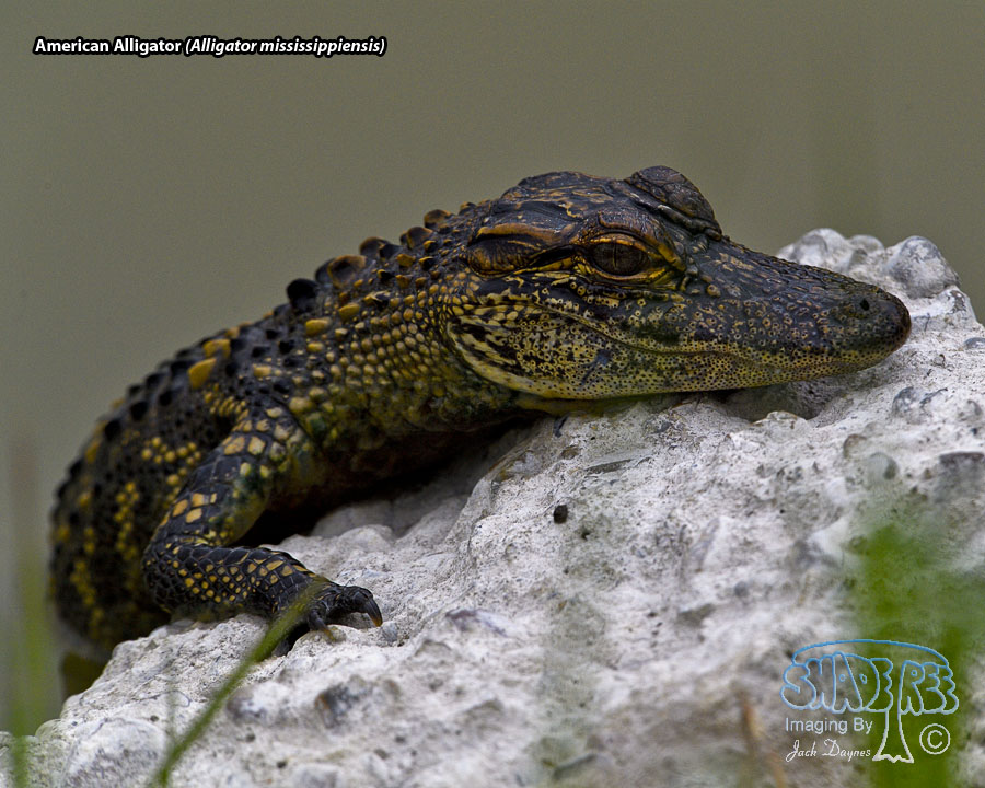 American Alligator - Alligator mississippiensis