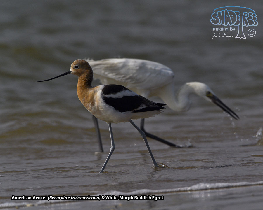 American Avocet - Recurvirostra americana