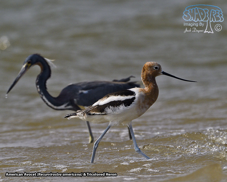American Avocet - Recurvirostra americana