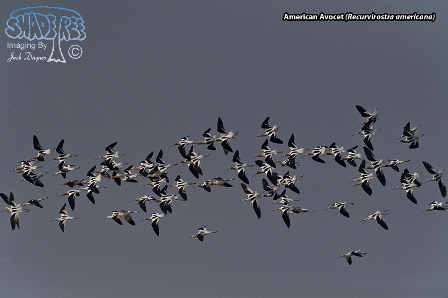 American Avocet - Recurvirostra americana