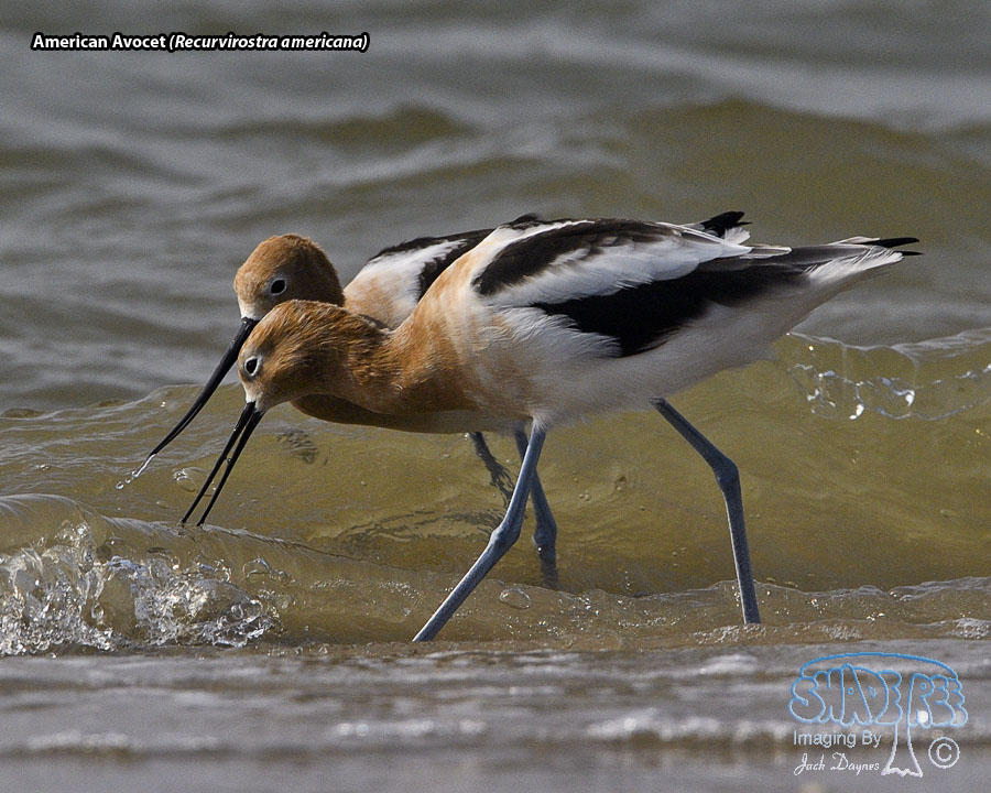 American Avocet - Recurvirostra americana