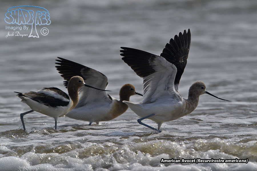 American Avocet - Recurvirostra americana
