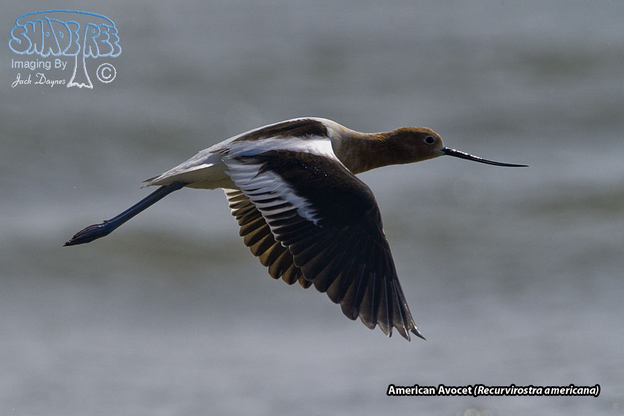 American Avocet - Recurvirostra americana