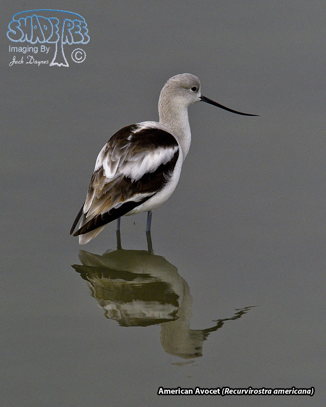 American Avocet - Recurvirostra americana