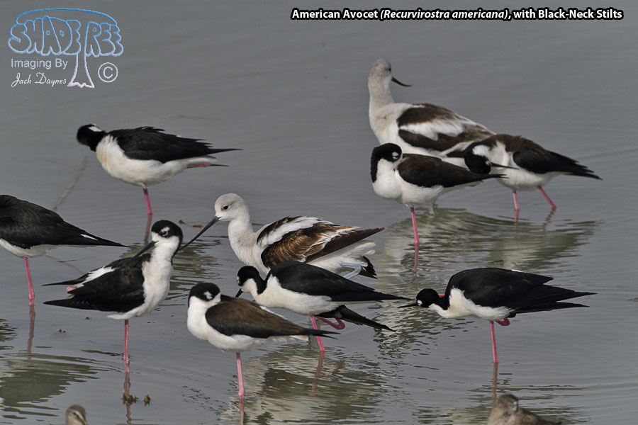 American Avocet - Recurvirostra americana