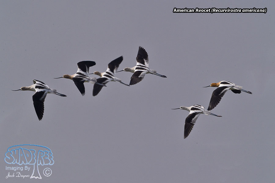 American Avocet - Recurvirostra americana