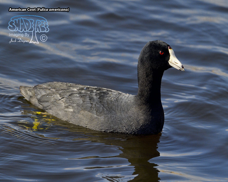 American Coot - Fulica americana