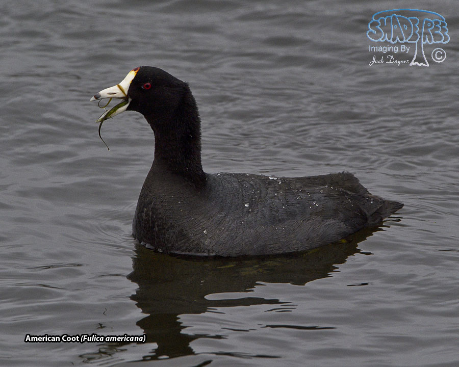 American Coot - Fulica americana
