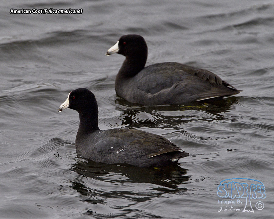 American Coot - Fulica americana