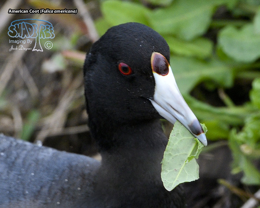 American Coot - Fulica americana