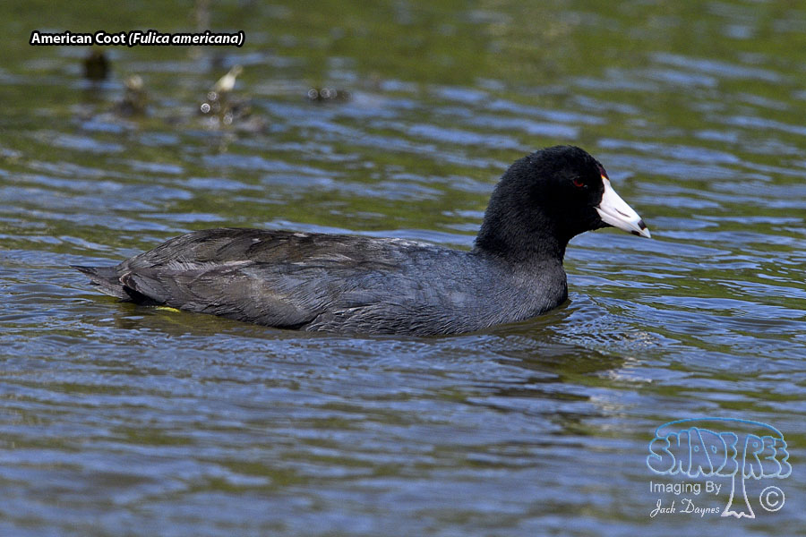 American Coot - Fulica americana