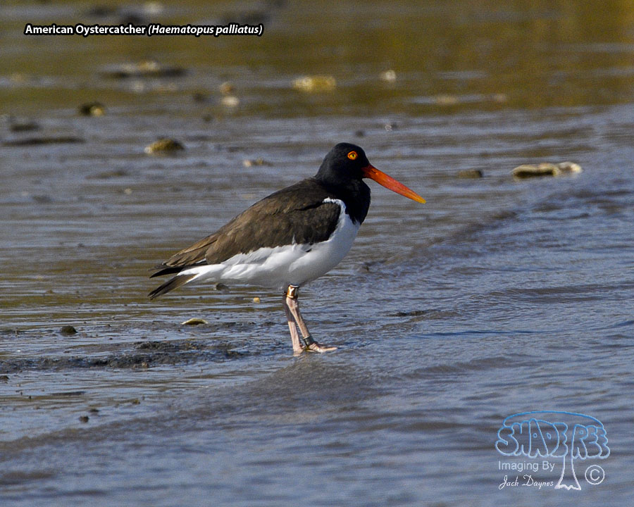 American Oystercatcher - Haematopus palliatus
