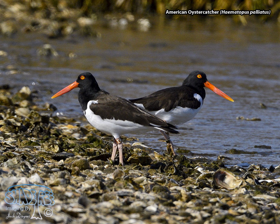 American Oystercatcher - Haematopus palliatus