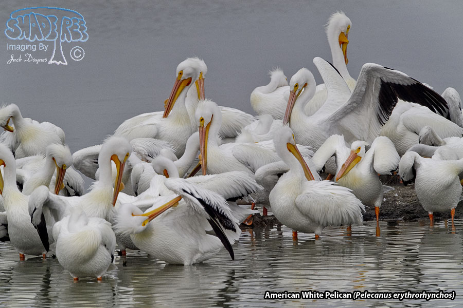 American White Pelican - Pelecanus erythrorhynchos