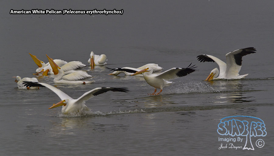 American White Pelican - Pelecanus erythrorhynchos