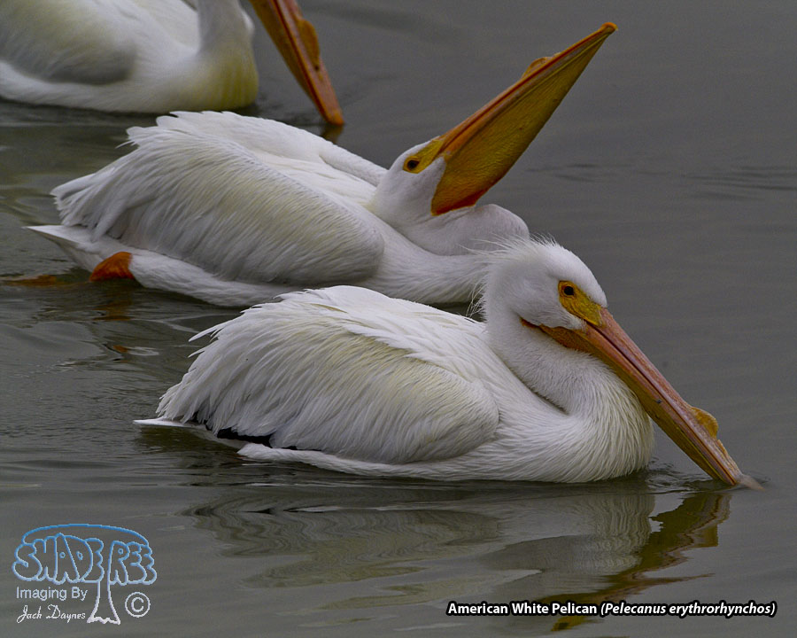 American White Pelican - Pelecanus erythrorhynchos