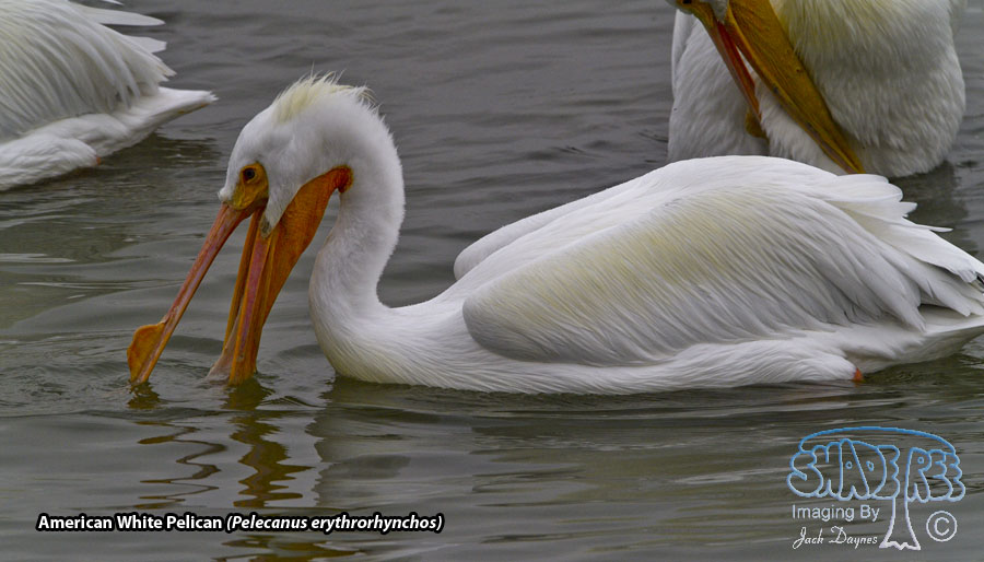 American White Pelican - Pelecanus erythrorhynchos