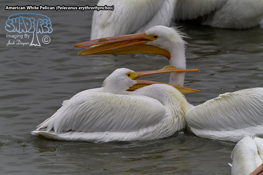American White Pelican - Pelecanus erythrorhynchos