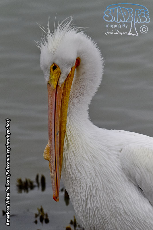 American White Pelican - Pelecanus erythrorhynchos