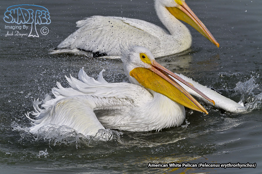 American White Pelican - Pelecanus erythrorhynchos