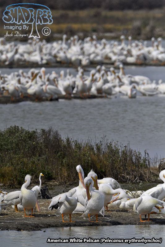 American White Pelican - Pelecanus erythrorhynchos
