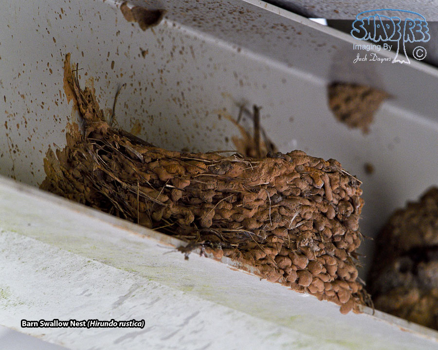 Barn Swallow - Hirundo rustica